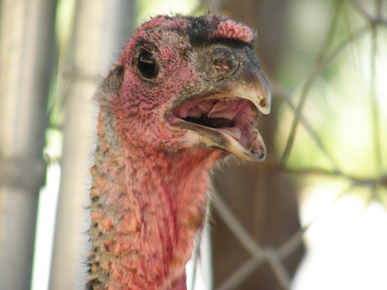 Mrs. Gobbles likes his new home at BurbFarm.