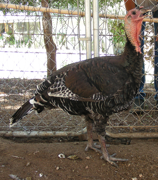 Gobbles shows off his turkey physique.