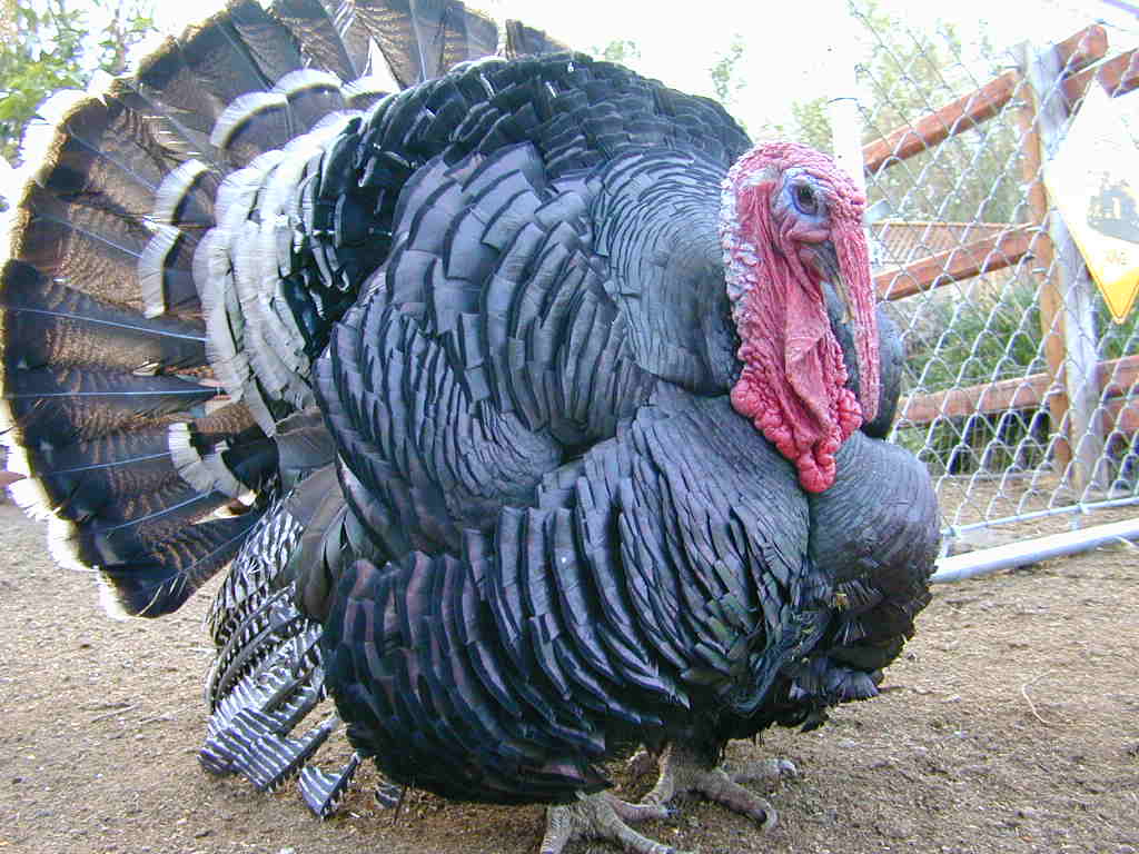 Tommy likes hanging with the humans at Burbfarm.