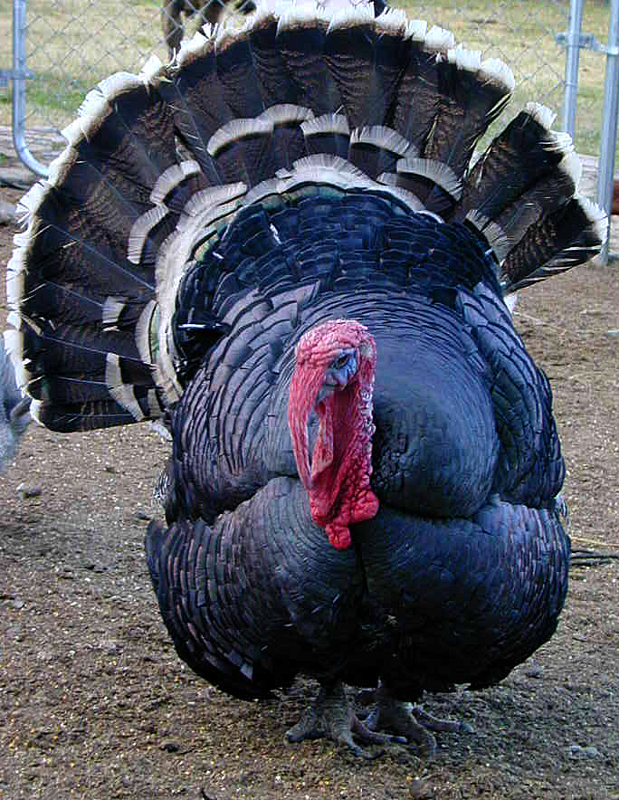 Tommy the Turkey.