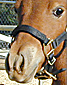 Miniature Horses icon.