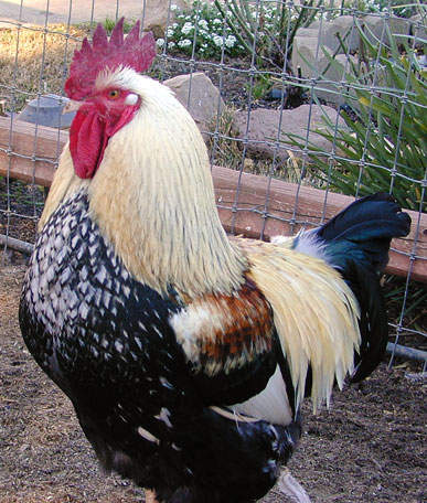 Kellogg strolls through the chicken pen.