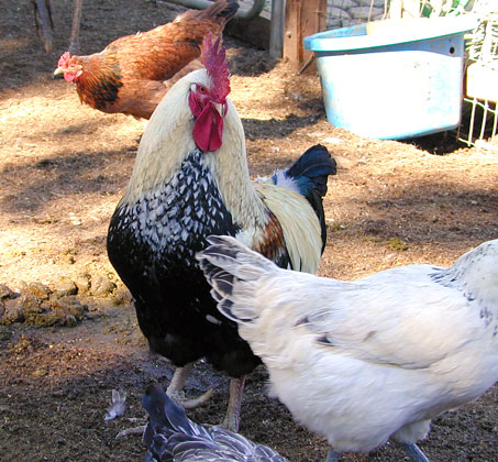 Kellogg keeps a close eye on his hens.