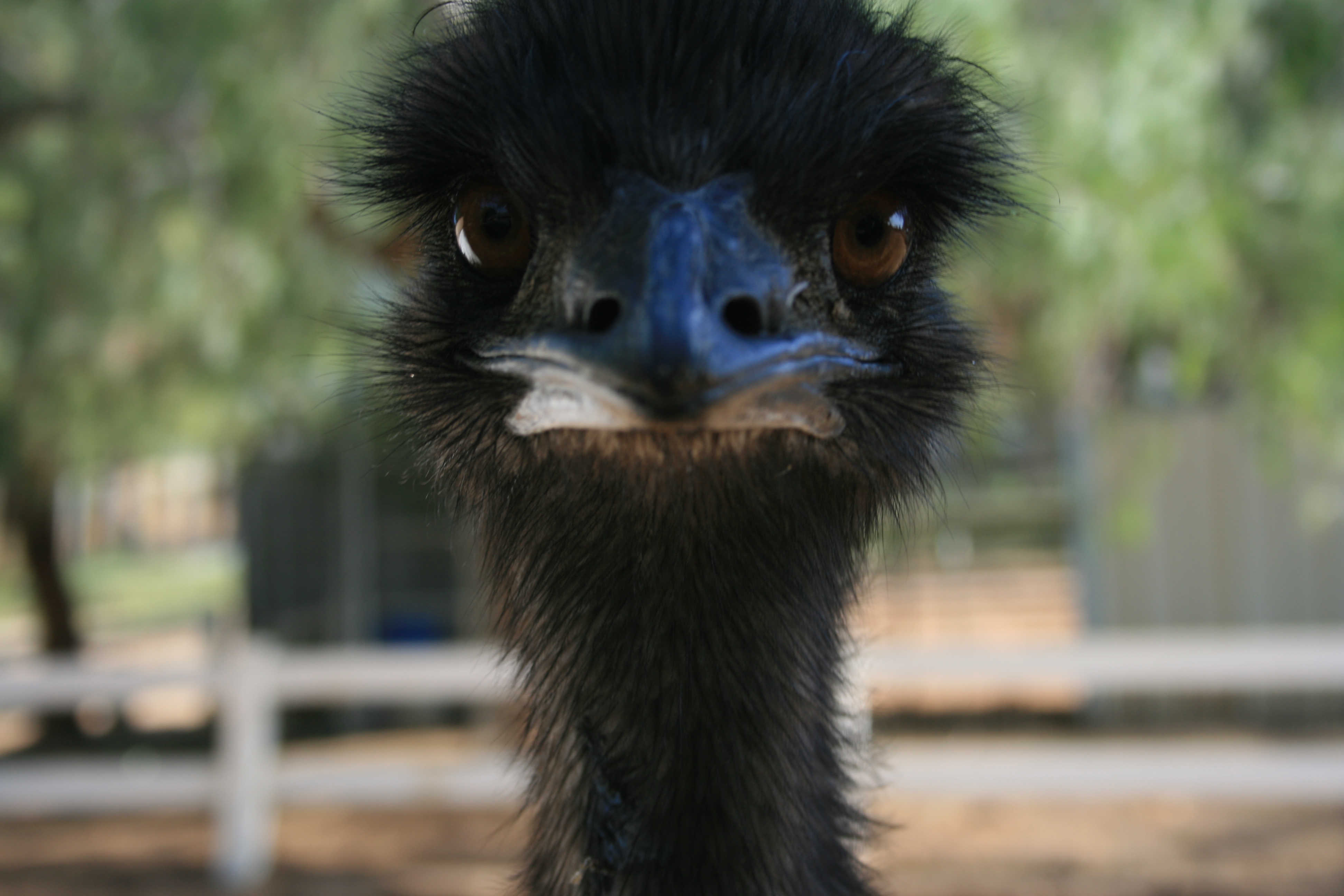 Emus